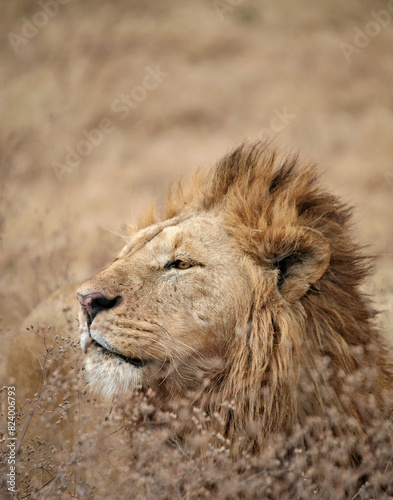 Regal and Distinguished Lion