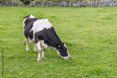 A cow in a field on Flores Island.