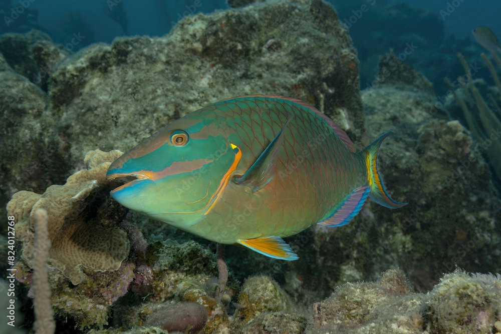 Fototapeta premium Beautiful parrotifsh of multiple colors swimming in a Caribbean reef