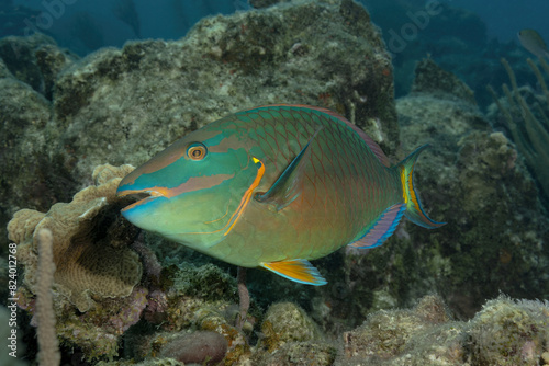 Beautiful parrotifsh of multiple colors swimming in a Caribbean reef