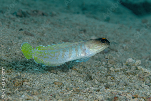 Black cap jawfish swimming on a yellow sand beach in the Philippines photo