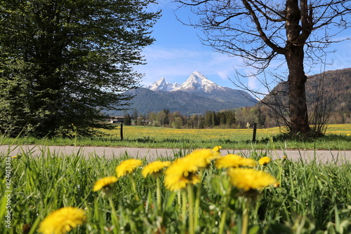 watzmann, berchtesgaden, frühling, berge, alpen, löwenzahn, sommer, blühen, ramsau, kirschblüte, bayern, kirschblüten, winter, schnee, himmel, blau, natur, frost, erkältung, ast, 