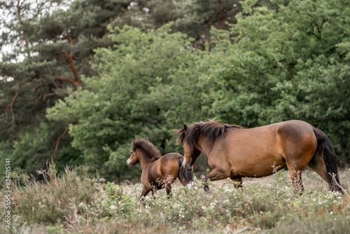 exmoor pony cute in nature arrea foal small horse photo