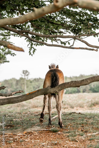 exmoor pony cute in nature arrea foal small horse