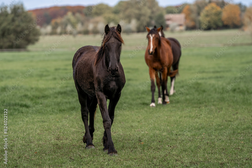 young horse horses in the pasture growing up