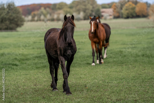 young horse horses in the pasture growing up