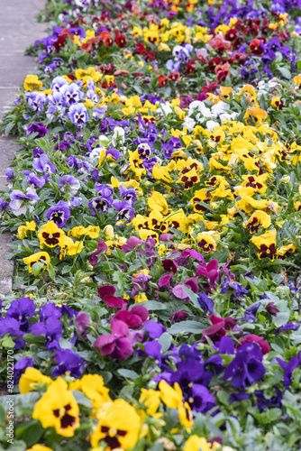 Colorful pansy flowers for sale on the street.
