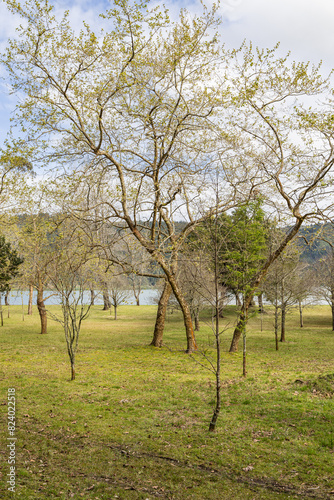 Trees in a park on Lake Furnas on Sao Miguel Island.