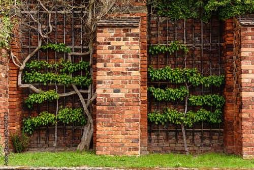Espaliered trees trained to grow horizontally along wooden trellis on brick wall background. Symmetry in nature and architecture, wall decoration. Espalier cultivation or vertical gardening technique