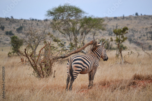 Zebras in the savannah in the Maasi Mara  Kenya