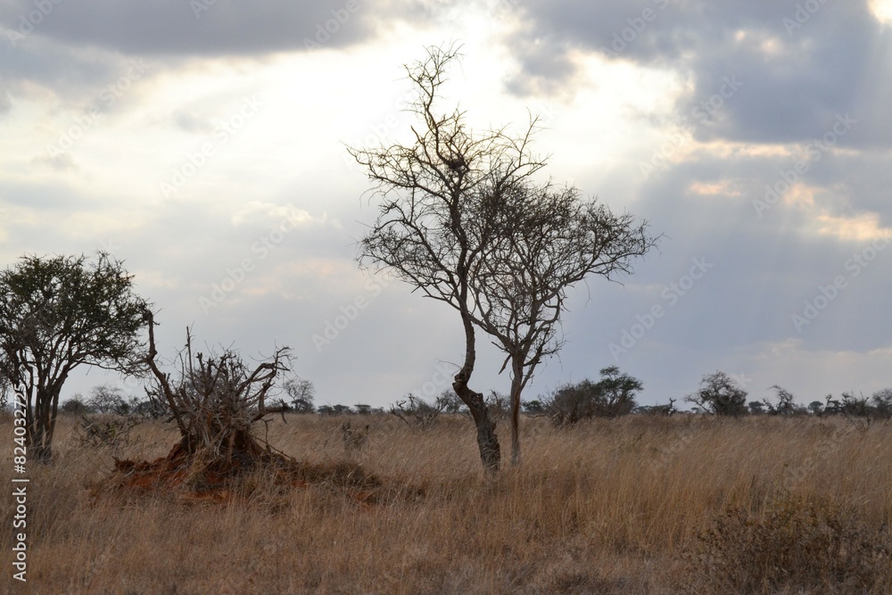 Fototapeta premium Pictures from Kenya