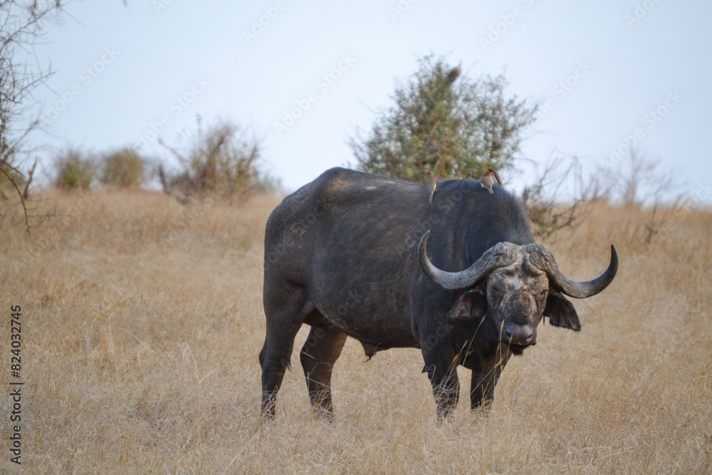 summer safari escapade in Kenya