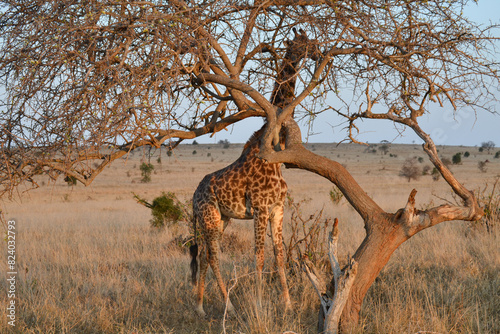 Photography Giraffes on safari in Kenya