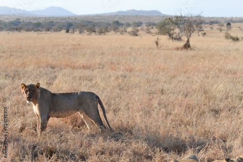 Lion family eats a baby elephant