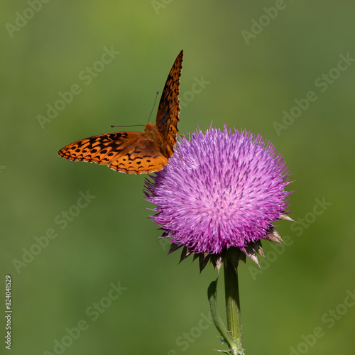 Great spangled fritillary butterfly on thistle flower photo