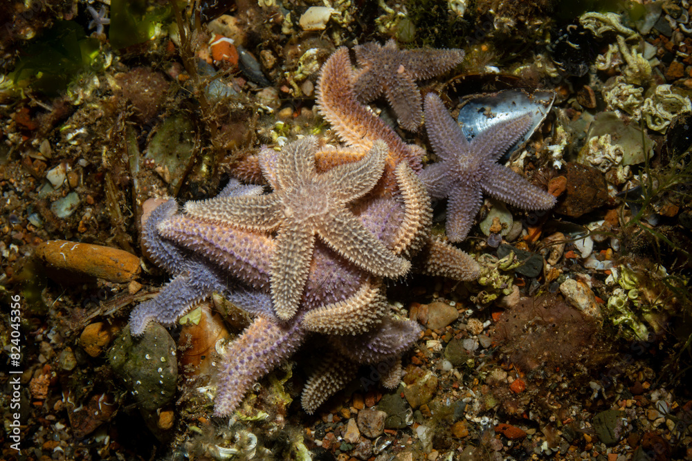 a group of starfish - Asteriidae - Asterias rubens a group of starfish - Asteriidae - Asterias rubens
