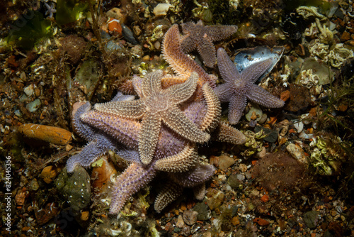 a group of starfish - Asteriidae - Asterias rubens © Murat