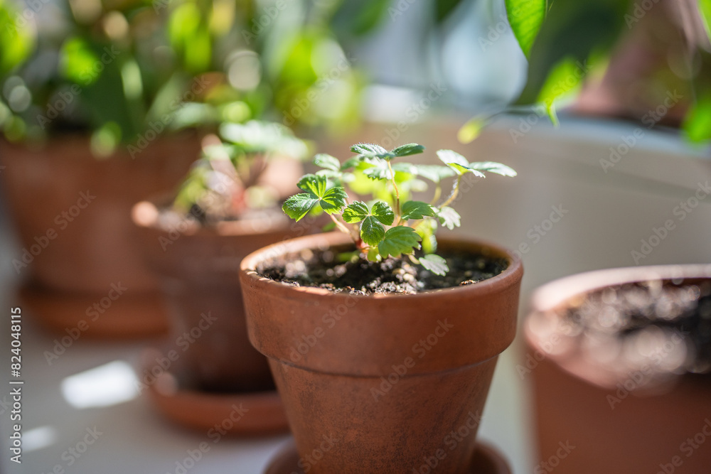 Small Strawberry Fragaria seedlings in clay pots on windowsill at home, soft focus. Hobby, indoor gardening, growing fruits from seed concept Small Strawberry Fragaria seedlings in clay pots on windowsill at home, soft focus. Hobby, indoor gardening, growing fruits from seed concept