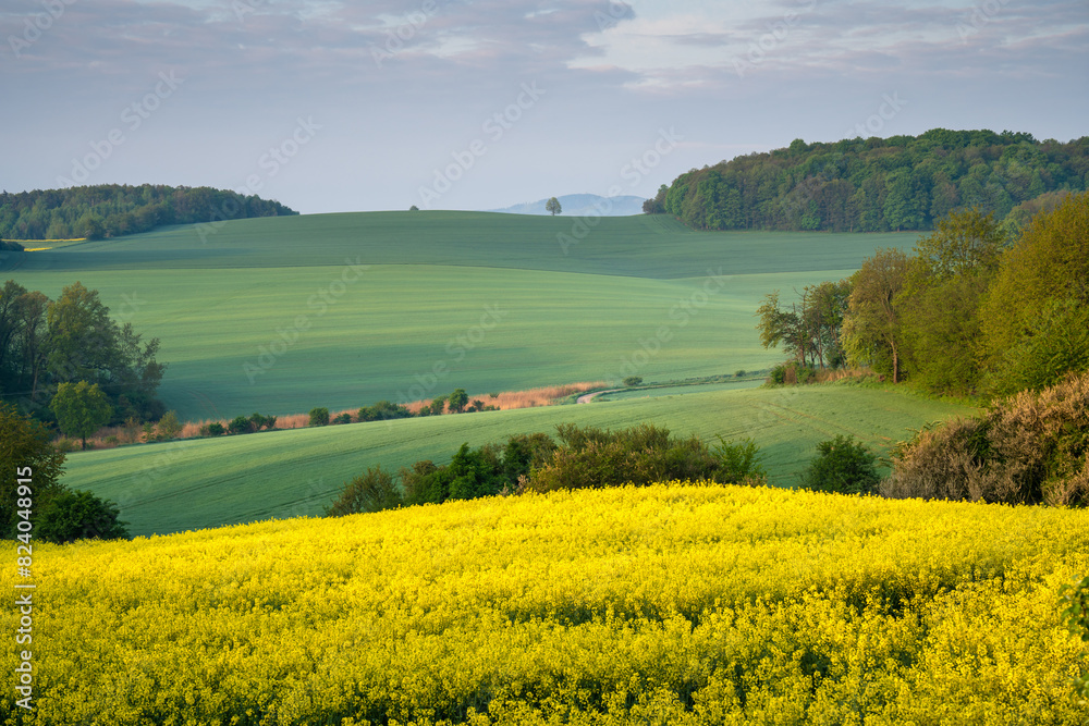 Fototapeta premium Golden fields