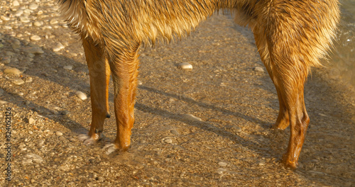 CLOSE UP: Mixed breed dog standing in the sea shallows on pebbly Croatian coast, gently lapped by tidal waves of crystal clear Adriatic Sea. Summer seaside vacation with pet on a dog friendly beach.