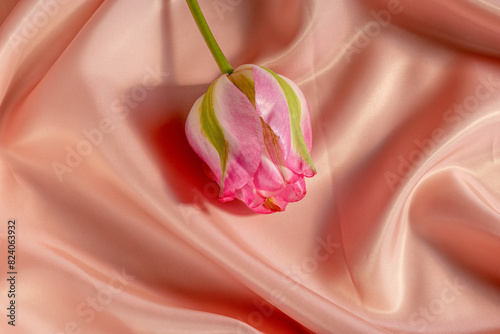 Delicate tulip on salmon-colored silk. Pastel colors, femininity. Floriculture, cut flowers.