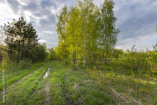 spring landscape with bright sunlight  peaceful nature in the evening light