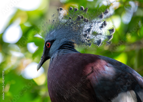 Victoria Crowned Pigeon (Goura victoria) - Commonly Found in New Guinea