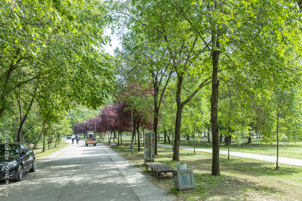 trees in the park