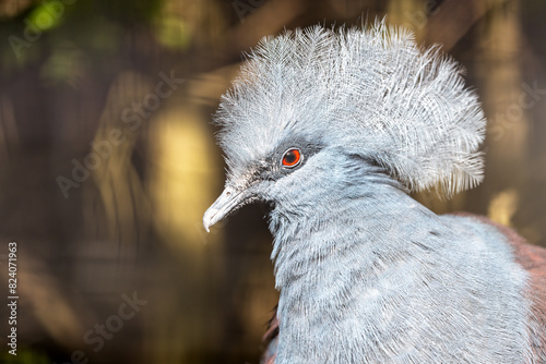 Victoria Crowned Pigeon (Goura victoria) - Commonly Found in New Guinea