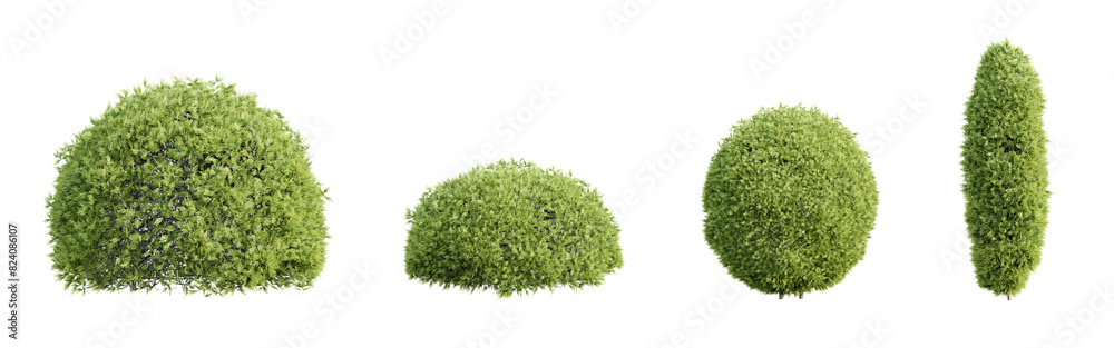 Fotografie Trimmed thuja shrubs isolated on transparent background