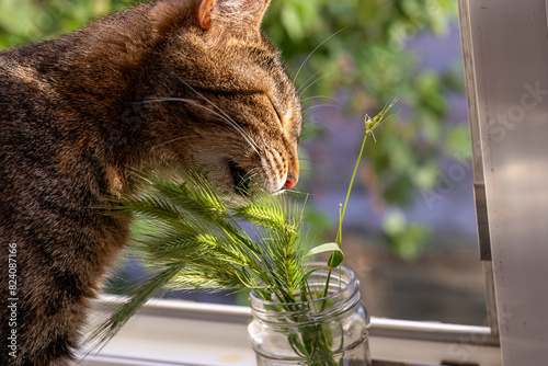 Cat eats grass in form of spikelets with appetite. Healthy food for domestic cats. Cat gnaws on spikelets standing in glass jar on windowsill. By eating grass, cat cleanses its digestive tract of fur.