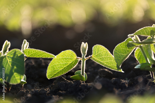 Soybean plant close-up. Young sprouts of the agricultural soybean plant grow in a row in the field in the sun's rays. Plants in the open field. Selective focus. Soft focus.