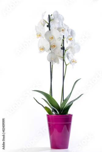 White orchid (Phalaenopsis) in a purple pot with many flowers isolated on white background.
