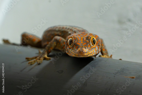 dark-skinned tokay gecko on grey housing wall, crawl to search for food