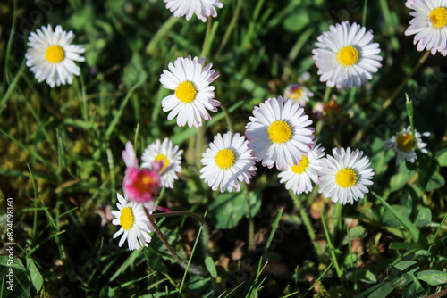 Summer meadow with white daisy flowers and green grass