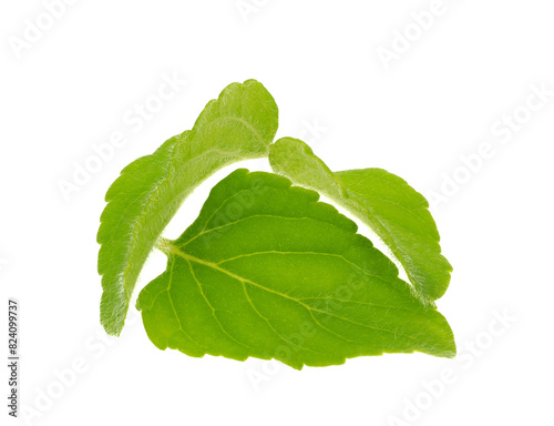 Lesser calamint leaves isolated on white background, Clinopodium nepeta