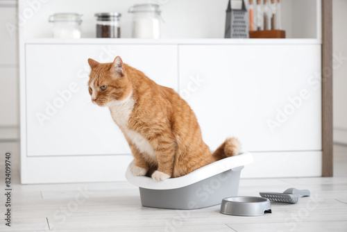 Cute cat on litter box at home