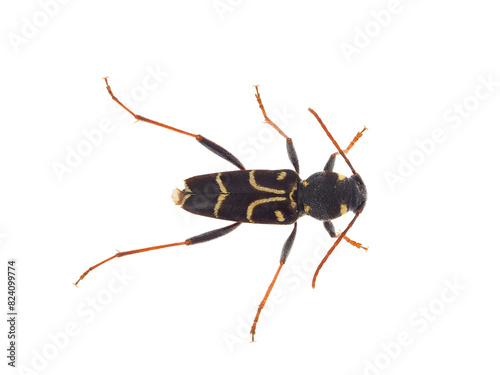 Long-horned beetle isolated on white background, Xylotrechus antilope