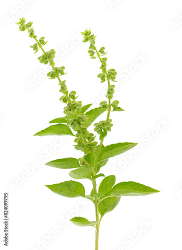 Great basil isolated on white background, Ocimum basilicum