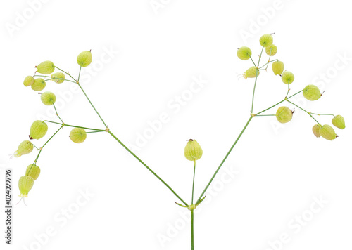 Bladder campion plant isolated on white background, Silene vulgaris photo