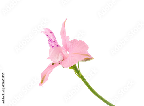 Oriental knight’s spur pink flower isolated on white background, Consolida orientalis