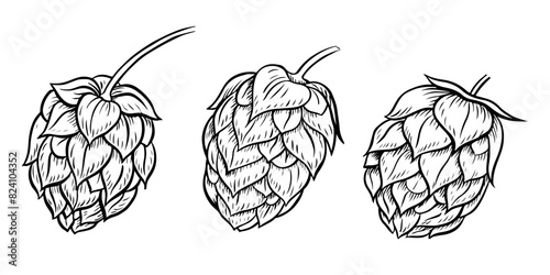 Cones of hops. A set of vector black-and-white hand-drawn illustrations highlighted on a white background. Design elements for pub or restaurant menus, labels and poster, logo and packaging
