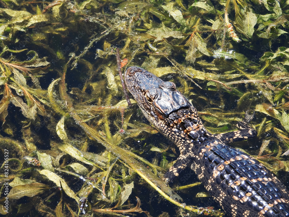 Obraz premium Baby alligators in a natural environment.
