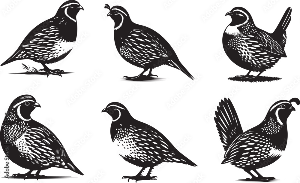 Vector image of the Quail illustration eps 10 Vector image of the Quail illustration eps 10