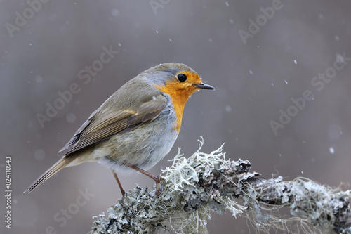 European robin (erithacus rubecula) in snowfall sitting on a branch in early spring.	
