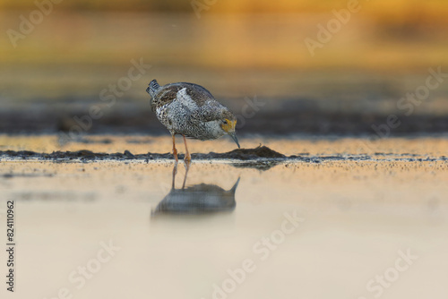 Ruff (Calidris pugnax) male feeding in the wetlands in summer.	
