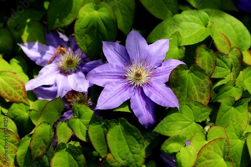 Purple Midnight Clematis with yellow center. Two purple flowers, one is sharp and the other blurry.