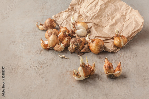 Daffodil bulbs near a paper bag on a gray table before planting in the garden in autumn
