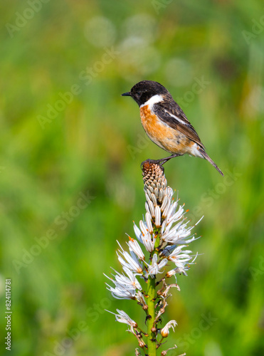 bird in a flower