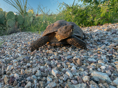 Desert tortoise feeding on fleabane flowers after the summer monsoon rain, Saguaro National Park East, Arizona photo